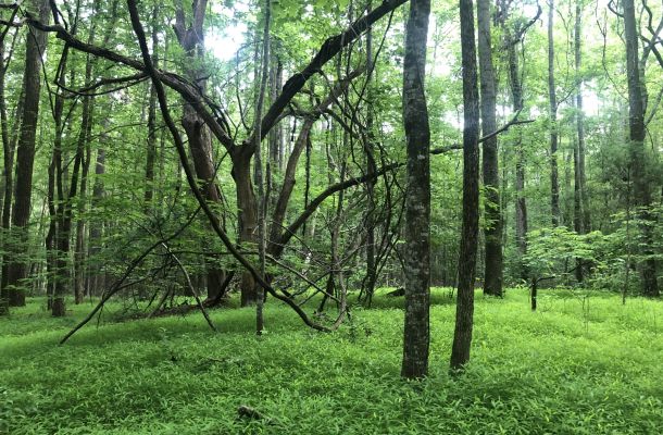 Haus of Taylor Fine Arts Gallery Tazewell VA