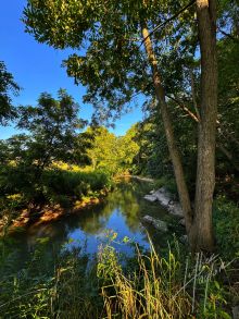 Forest for the Trees, Tazewell Virginia